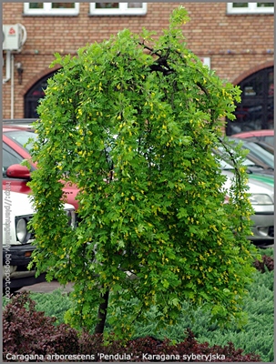 Caragana arborescens 'Pendula' - Karagana syberyjska 'Pendula'