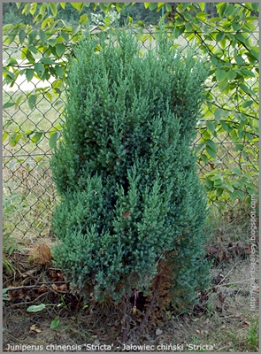 Juniperus chinensis 'Stricta' - Jałowiec chiński 'Stricta'