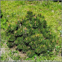 Pinus uncinata 'Grüne Welle' - Sosna hakowata 'Grüne Welle'