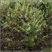 Salix repens 'lona' - Wierzba płożąca 