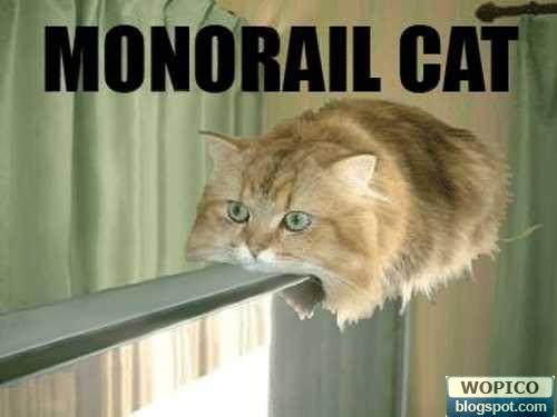 Monorail For Cat
