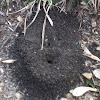 Ant hill