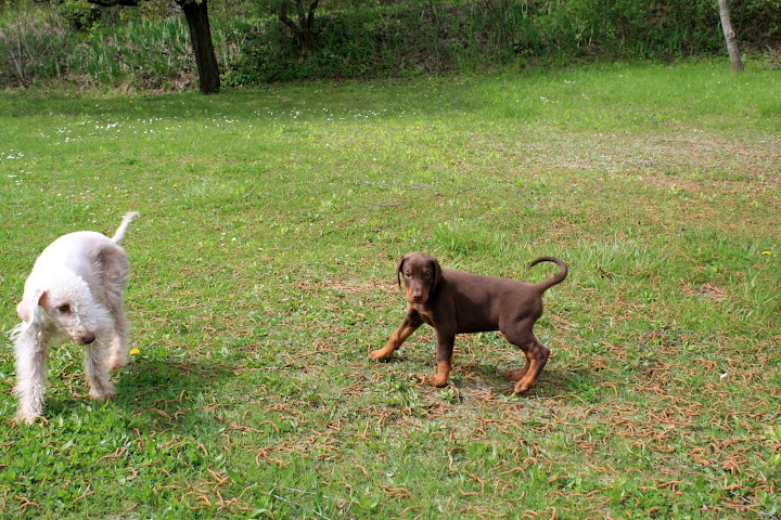 7%20weeks%20puppies%20194.jpg