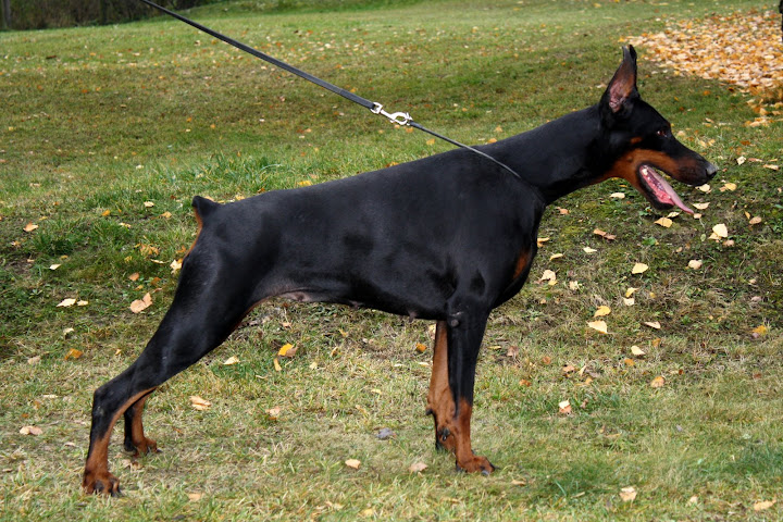 dogs%20366.jpg