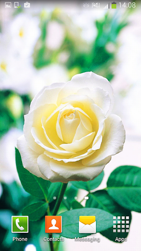 免費下載個人化APP|White Rose Live Wallpaper app開箱文|APP開箱王
