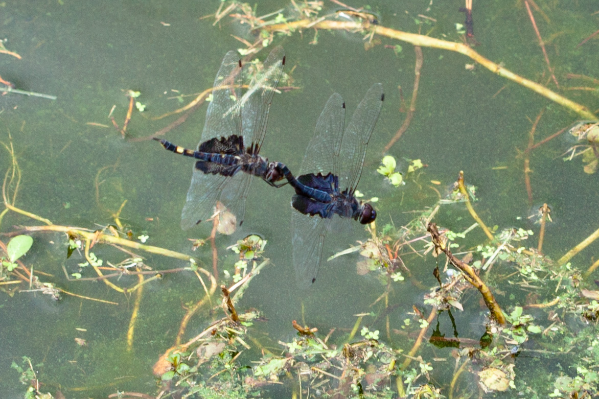 Black Saddlebags dragonflies