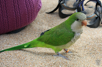 屏東恆春六福山莊 @99 年春節露營