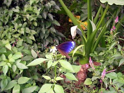 高雄茂林，屏東墾丁 @95 年春節露營 (2-1)