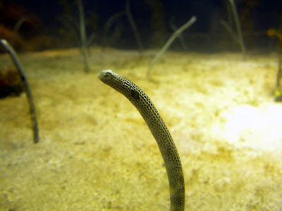 高雄茂林，屏東墾丁 @95 年春節露營 (2-2)