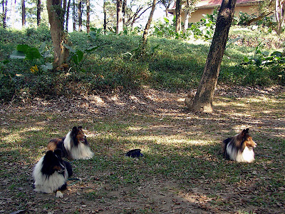 屏東三地門賽嘉營地 @98 年春節移動露營 (4-3)