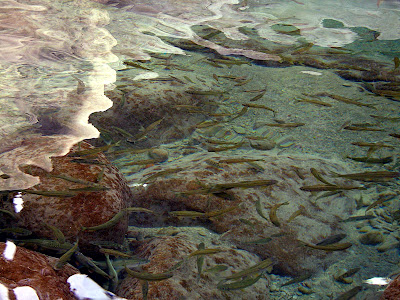 高雄那瑪夏拉比尼亞露營山莊 @98 年春節移動露營 (4-4)