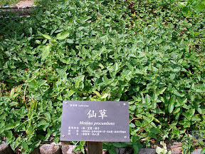 花蓮牛山呼庭，台東小野柳，台東ㄚ一ㄚ旺 @95 年中秋露營