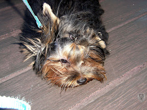 花蓮牛山呼庭，台東小野柳，台東ㄚ一ㄚ旺 @95 年中秋露營