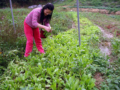 新竹關西飛鳳園農場 @定點露營