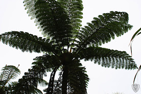 新竹北埔永茂森林山莊 @2009 第一屆古典燈爐聚會