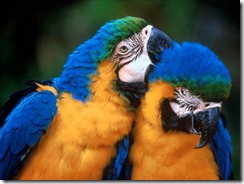 two-parrots