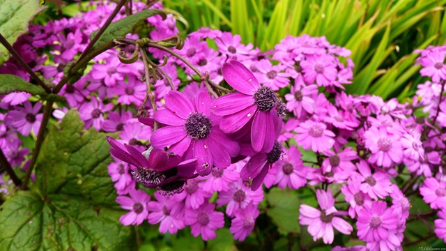[Purple Flowers from San Francisco[2].jpg]