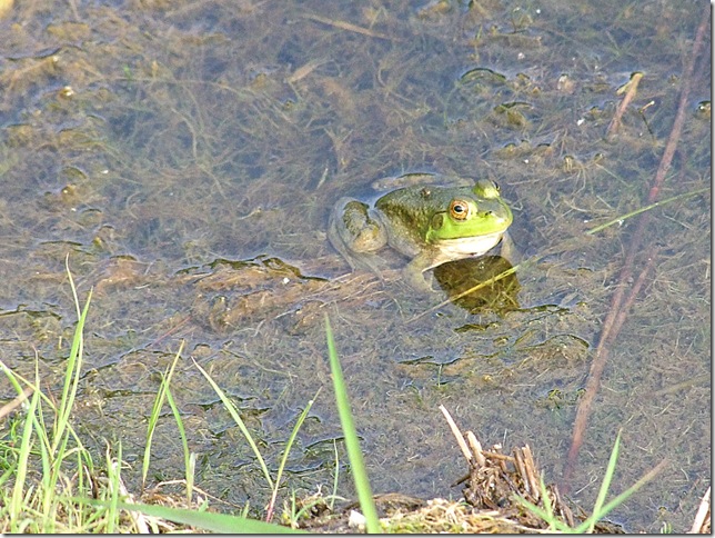 BB frog