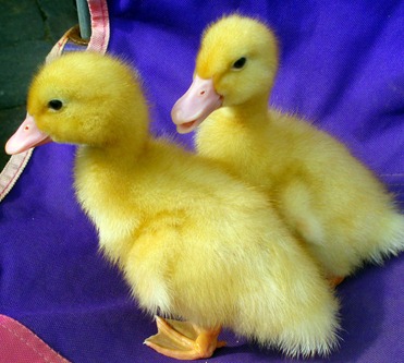 2 ducks1
