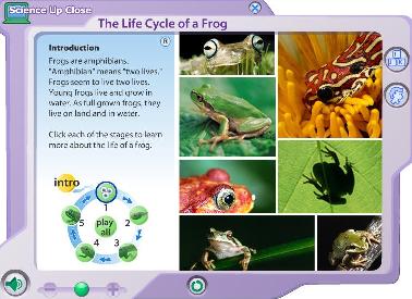 Chiew's CLIL EFL Blog: External Anatomy of a Frog
