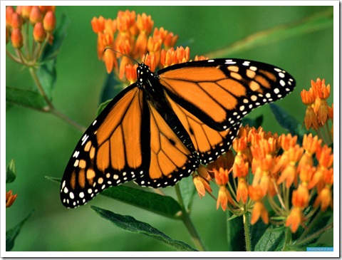www.wallpapere.eu-Monarch_Butterfly