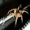 Wolf Spider