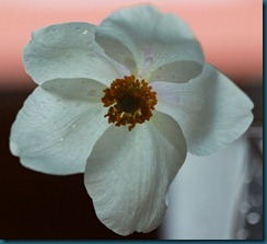hvit blomst3