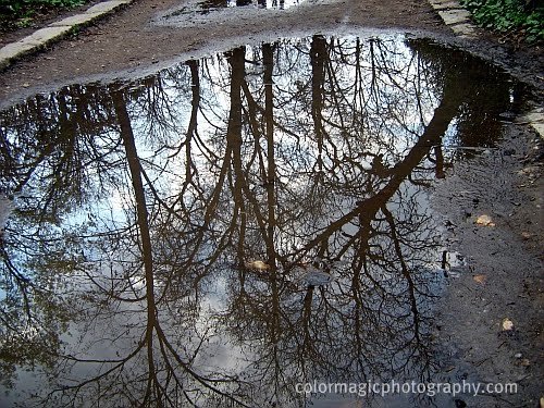 Trees and sky-reflection in a puddle