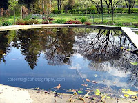 Trees-reflection in pool