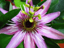 Passiflora incarnata - Passion flower