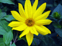 Yellow Sunroot or Sunchoke flower