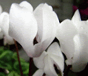 Cyclamen flower photos