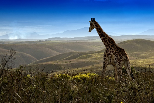 Wildlife-photography-Giraffe