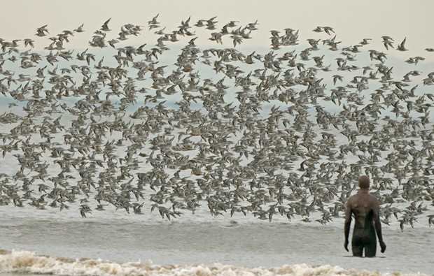Flock- of-Birds
