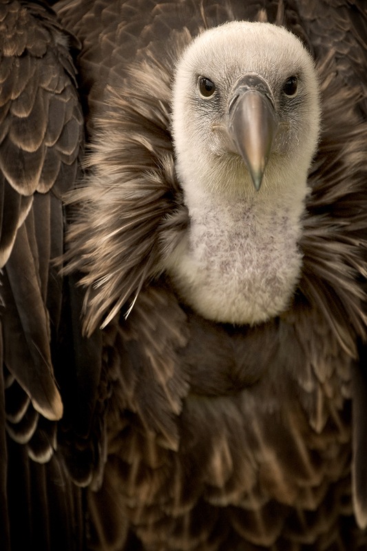 Griffon-wildlife-photography