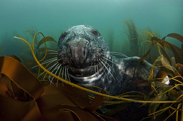 Grey-Seal-In-Seaweed- Bed