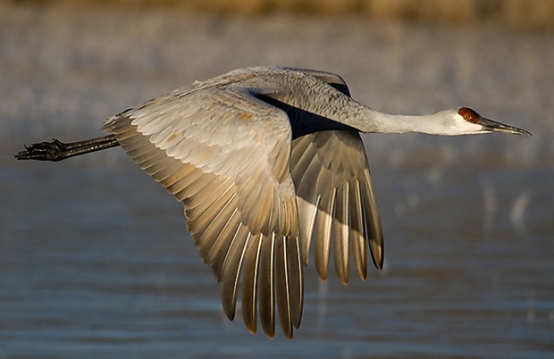 Sand Hill Crane-Wildlife-photography