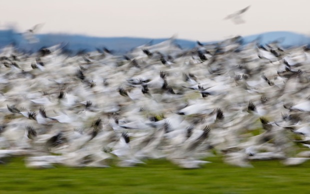 Blurry birds (show geese from Siberia) in Fir Island, Mt. Vernon, Washington.