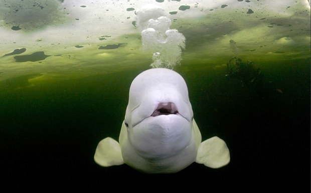Beluga Whales swimming under ice-White Sea, Karelia, Russia 