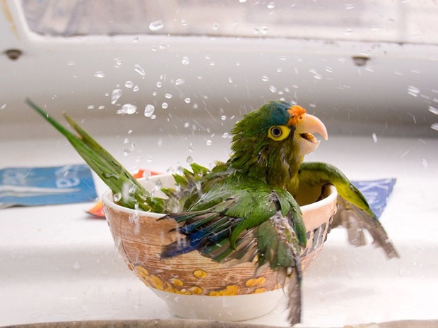 During a boat trip across the Gulf of Papagayo, this parrot decided that he couldn't stand the heat of the Guanacaste summer and decided to take a bath.