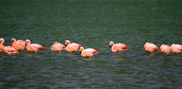 Photography-of-birds-flamingos