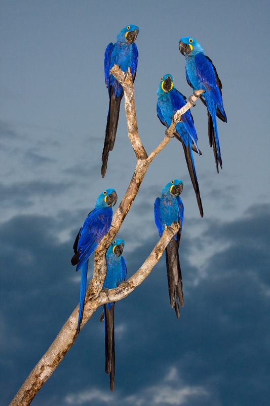 Colorful-photography-of-birds- Araras-Azuis