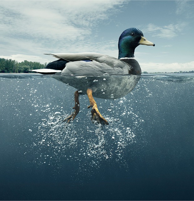 animal-photography-duck-bird