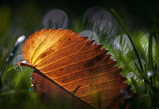 macro-leaf-nature-photography