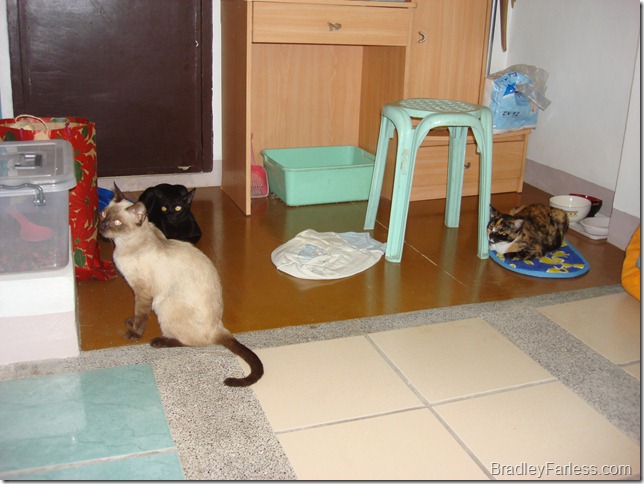 DSC04750 DSC04750
