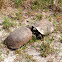 Gopher Tortoise