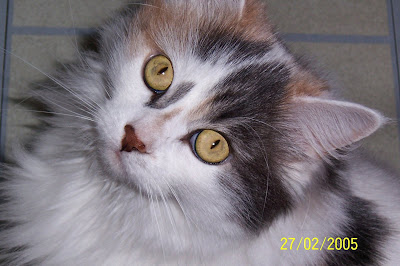 CHICHI