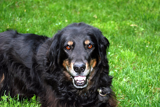 Beautiful Gordon Setter dog-male laying in the park