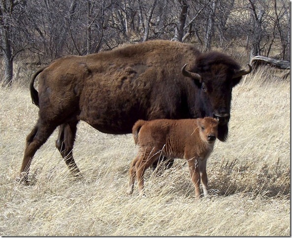 First Baby Buffalo Calf born in 2011. Born on April Fools Day!