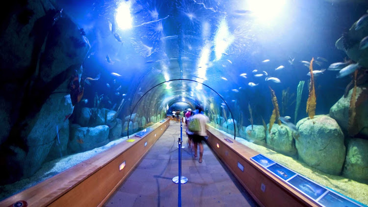 El Oceanogràfic has exhibits of more than 500 different  sea creatures and wildlife from all over the world. You'll find it at Ciudad de las Artes y de las Ciencias in Valencia, Spain.